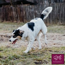 PENELOPA, Hund, Hütehund in Rumänien - Bild 7