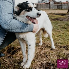 PENELOPA, Hund, Hütehund in Rumänien - Bild 8