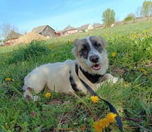 TYRIA, Hund, Hütehund-Mix in Ungarn - Bild 13