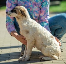 TYRIA, Hund, Hütehund-Mix in Ungarn - Bild 17