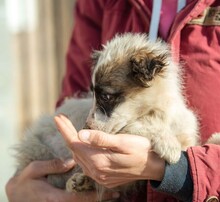 TYRIA, Hund, Hütehund-Mix in Ungarn - Bild 24