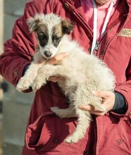 TYRIA, Hund, Hütehund-Mix in Ungarn - Bild 25