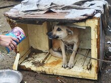 TYRIA, Hund, Hütehund-Mix in Ungarn - Bild 27