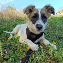 TYRIA, Hund, Hütehund-Mix in Ungarn - Bild 9