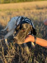 BATMAN, Hund, Pointer in Breit - Bild 10