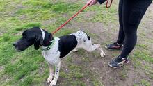 BATMAN, Hund, Pointer in Breit - Bild 21