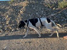 BATMAN, Hund, Pointer in Breit - Bild 6