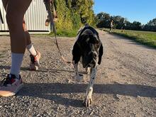 BATMAN, Hund, Pointer in Breit - Bild 8