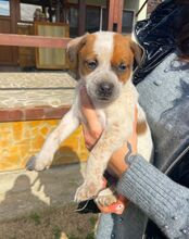 LOVE, Hund, Mischlingshund in Bulgarien