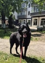 FALKO, Hund, Mischlingshund in Rumänien - Bild 11