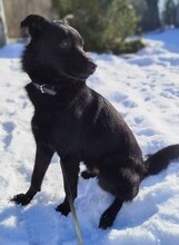 FALKO, Hund, Mischlingshund in Rumänien - Bild 12