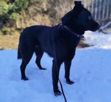 FALKO, Hund, Mischlingshund in Rumänien - Bild 13