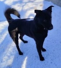FALKO, Hund, Mischlingshund in Rumänien - Bild 14