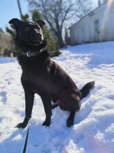 FALKO, Hund, Mischlingshund in Rumänien - Bild 15