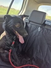 FALKO, Hund, Mischlingshund in Rumänien - Bild 16
