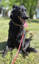 FALKO, Hund, Mischlingshund in Rumänien - Bild 17