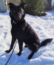 FALKO, Hund, Mischlingshund in Rumänien - Bild 18