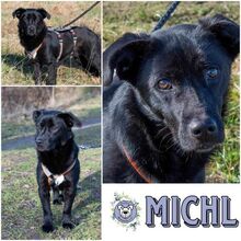 MICHL, Hund, Mischlingshund in Ribnitz-Damgarten - Bild 1