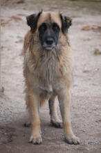 KRYPTO, Hund, Mischlingshund in Portugal - Bild 4