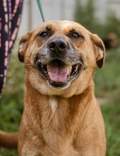 LETTY, Hund, Mischlingshund in Ungarn - Bild 1