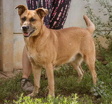 LETTY, Hund, Mischlingshund in Ungarn - Bild 2