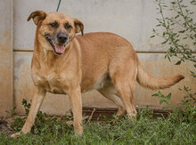 LETTY, Hund, Mischlingshund in Ungarn - Bild 3