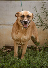 LETTY, Hund, Mischlingshund in Ungarn - Bild 4