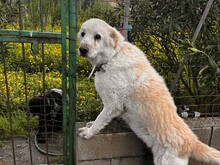 MIRTO, Hund, Maremmano in Italien - Bild 3