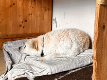 MIRTO, Hund, Maremmano in Italien - Bild 4