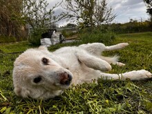 MIRTO, Hund, Maremmano in Italien - Bild 5