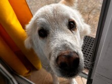 MIRTO, Hund, Maremmano in Italien - Bild 6