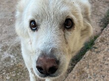 MIRTO, Hund, Maremmano in Italien - Bild 7