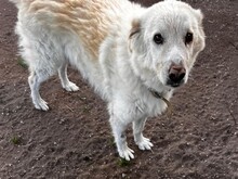 MIRTO, Hund, Maremmano in Italien - Bild 8