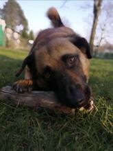 JOSHI, Hund, Mischlingshund in Viersen - Bild 3