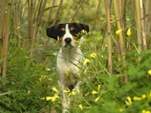 VERRO, Hund, Französischer Laufhund in Italien - Bild 1