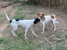 VERRO, Hund, Französischer Laufhund in Italien - Bild 18