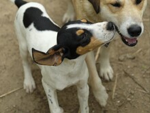 VERRO, Hund, Französischer Laufhund in Italien - Bild 2