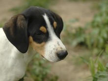 VERRO, Hund, Französischer Laufhund in Italien - Bild 3