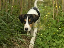 VERRO, Hund, Französischer Laufhund in Italien - Bild 4