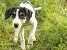 VERRO, Hund, Französischer Laufhund in Italien - Bild 5