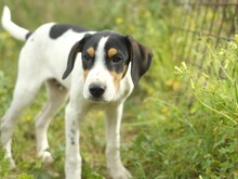 VERRO, Hund, Französischer Laufhund in Italien - Bild 6