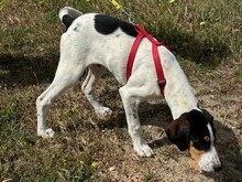 VERRO, Hund, Französischer Laufhund in Italien - Bild 7