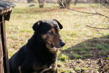 LEVEL, Hund, Mischlingshund in Kroatien - Bild 1