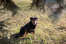 LEVEL, Hund, Mischlingshund in Kroatien - Bild 2