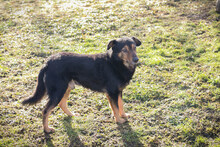 LEVEL, Hund, Mischlingshund in Kroatien - Bild 5