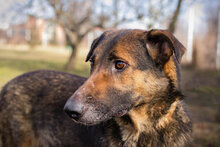 PRIYA, Hund, Deutscher Schäferhund-Mix in Kroatien - Bild 1