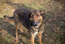 PRIYA, Hund, Deutscher Schäferhund-Mix in Kroatien - Bild 2