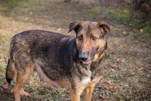 PRIYA, Hund, Deutscher Schäferhund-Mix in Kroatien - Bild 3