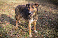 PRIYA, Hund, Deutscher Schäferhund-Mix in Kroatien - Bild 4