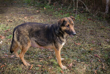 PRIYA, Hund, Deutscher Schäferhund-Mix in Kroatien - Bild 5